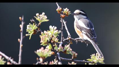 Maskeli örümcekkuşu
