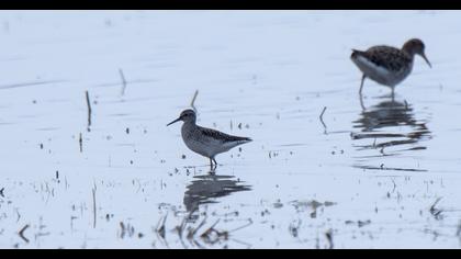 Orman düdükçünü