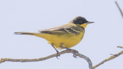 Sarı kuyruksallayan