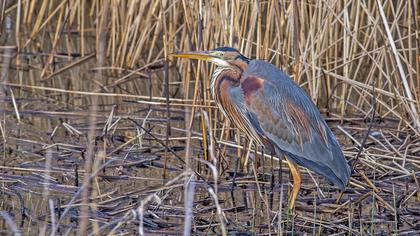 Erguvani balıkçıl
