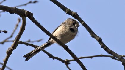 Uzunkuyruklu baştankara