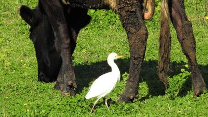 Sığır balıkçılı
