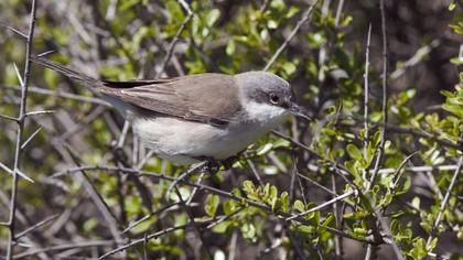 Küçük akgerdanlı ötleğen