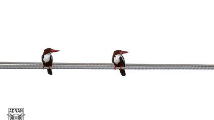 İzmir yalıçapkını