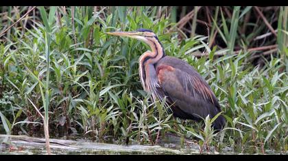 Erguvani balıkçıl