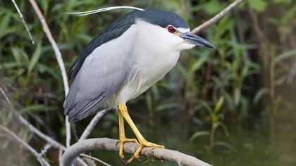 Black-crowned Night Heron