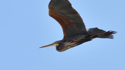 Erguvani balıkçıl