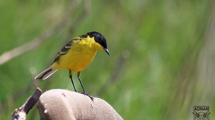 Sarı kuyruksallayan