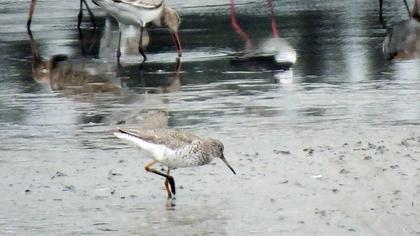 Bataklık düdükçünü