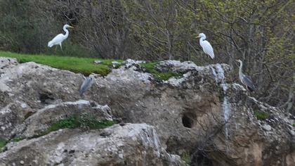 Büyük ak balıkçıl