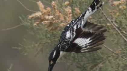 Alaca yalıçapkını