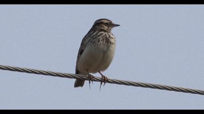 Woodlark