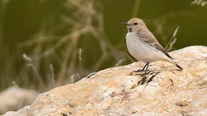 Aksırtlı kuyrukkakan