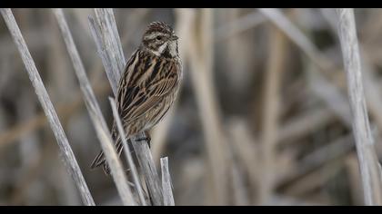 Bataklık Kirazkuşu