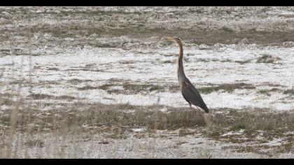 Erguvani balıkçıl