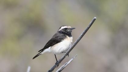 Cyprus Wheatear