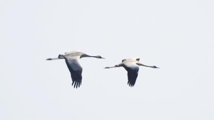 Common Crane