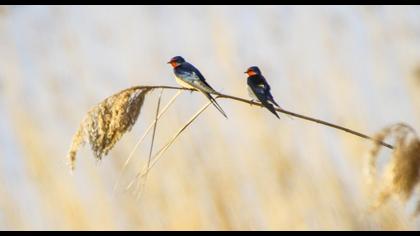 Barn Swallow