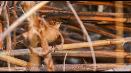 Savi`s Warbler