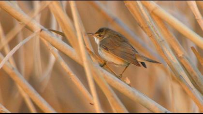 Eurasian Reed Warbler