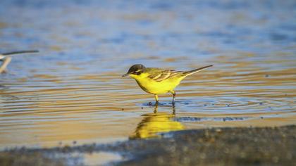 Western Yellow Wagtail