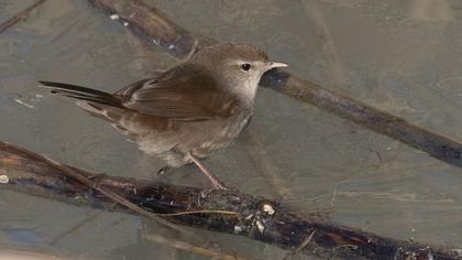 Cetti`s Warbler