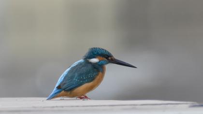 Common Kingfisher