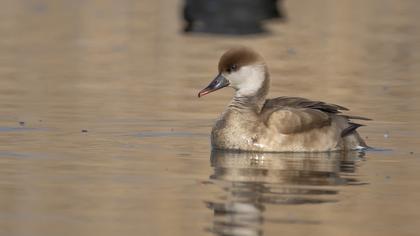Red-crested Pochard