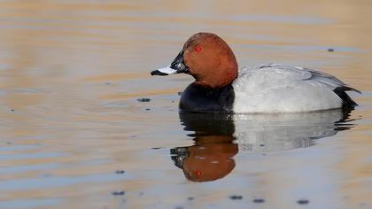 Common Pochard