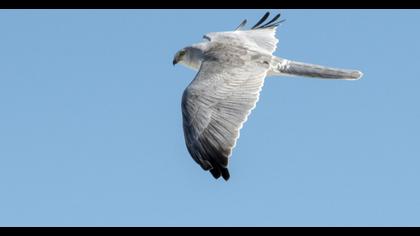 Pallid Harrier