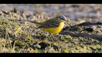 Western Yellow Wagtail