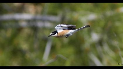 Maskeli örümcekkuşu