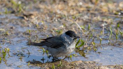 Karabaşlı ötleğen
