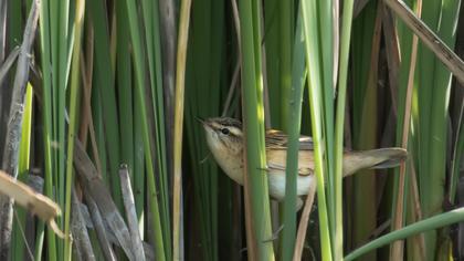 Kındıra kamışçını