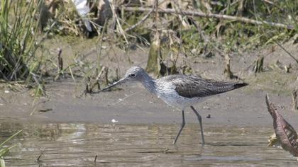 Common Greenshank