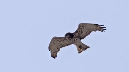Short-toed Snake Eagle