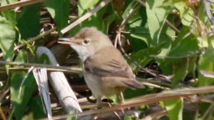 Eurasian Reed Warbler