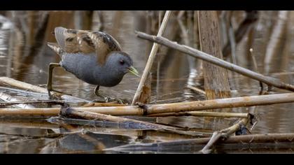 Little Crake