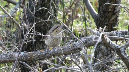 Eurasian Wryneck