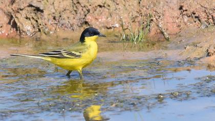 Sarı kuyruksallayan