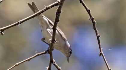 Karabaşlı ötleğen