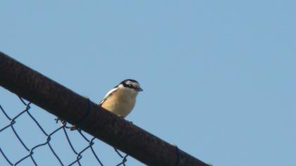 Maskeli örümcekkuşu