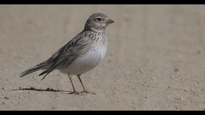 Greater Short-toed Lark