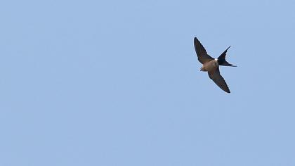 Kızıl kırlangıç