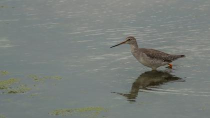 Spotted Redshank