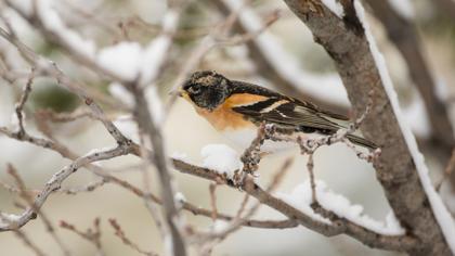 Brambling