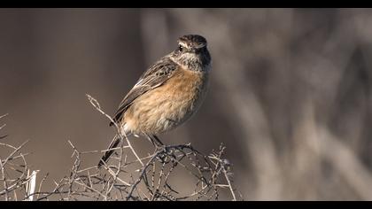 Whinchat