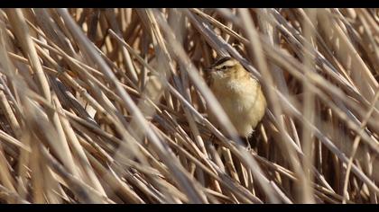 Kındıra kamışçını