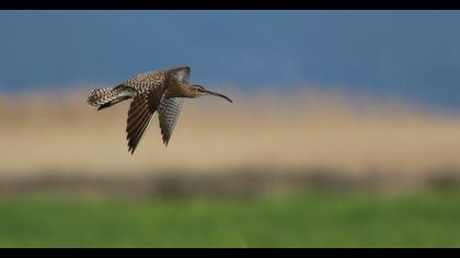 Sürmeli kervançulluğu