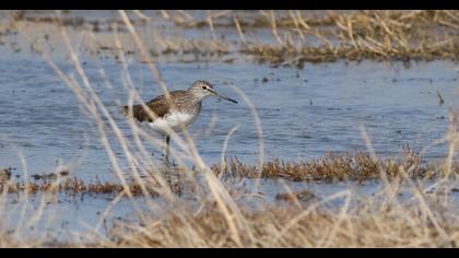 Orman düdükçünü
